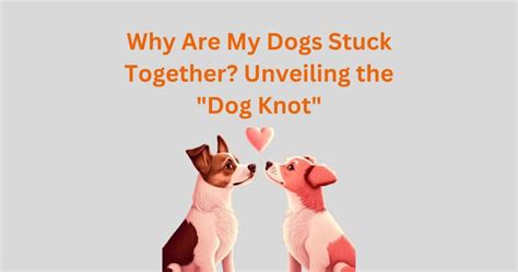 dog knots|Understanding Dog Knotting: Biology, Causes, and Prevention.